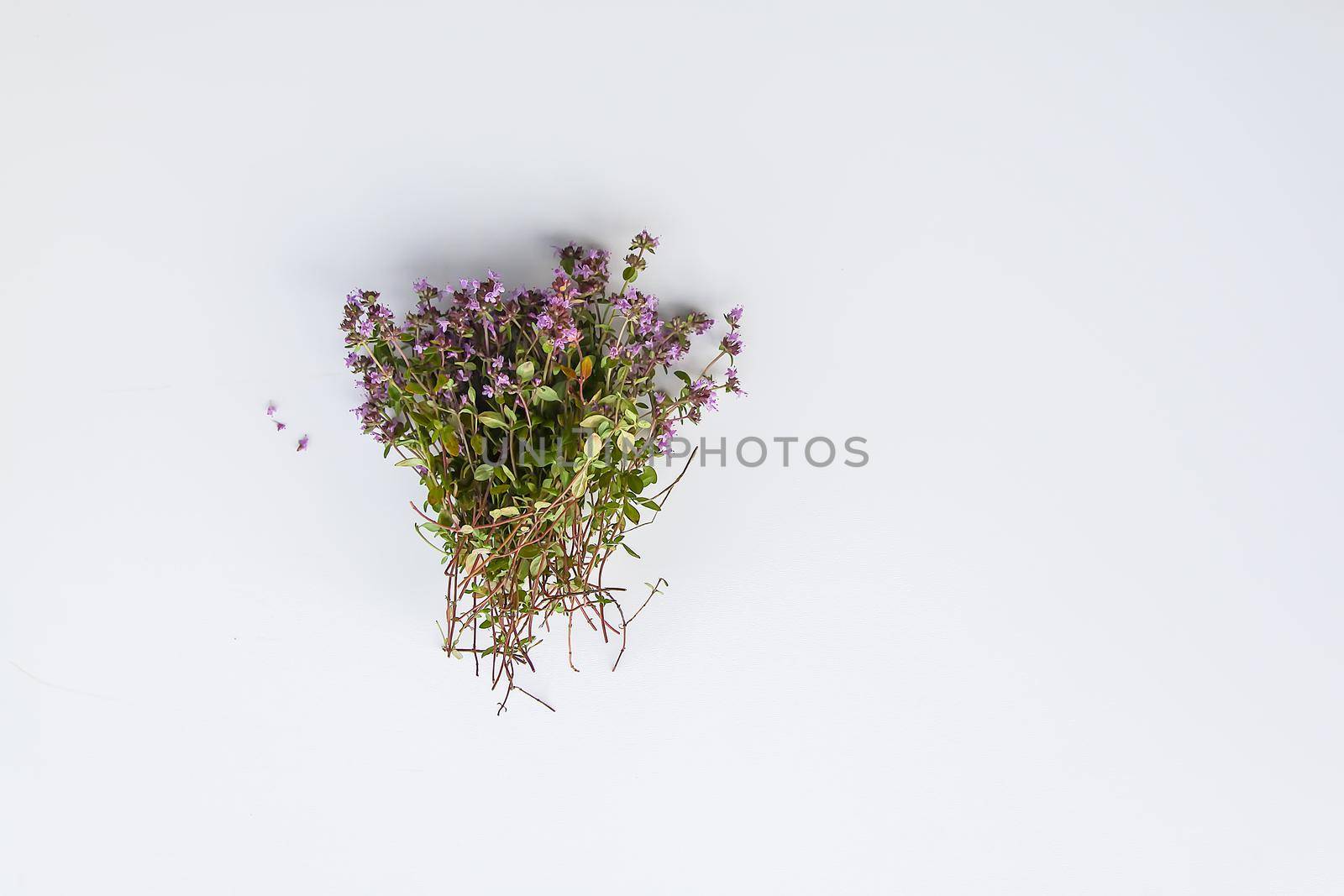 Thyme plant. Summer medical herbs bunch on white background.