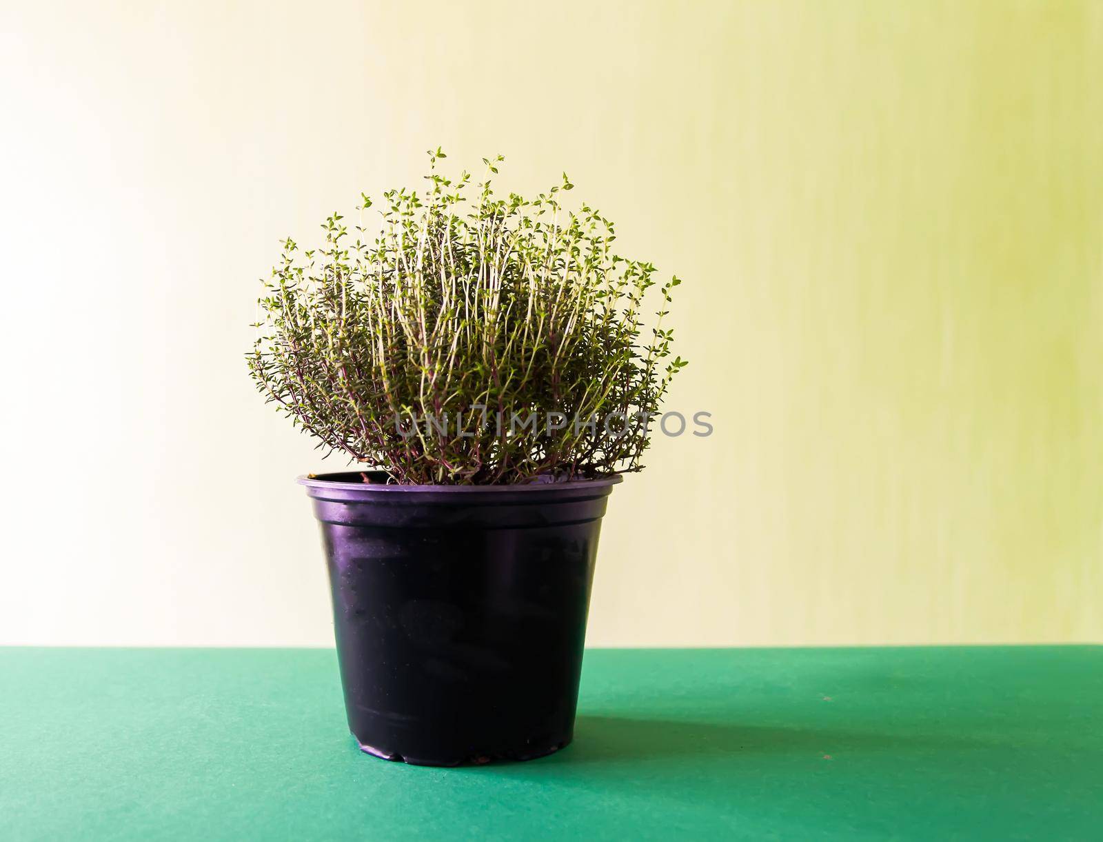 Plant in a pot in room interior. Green thyme.