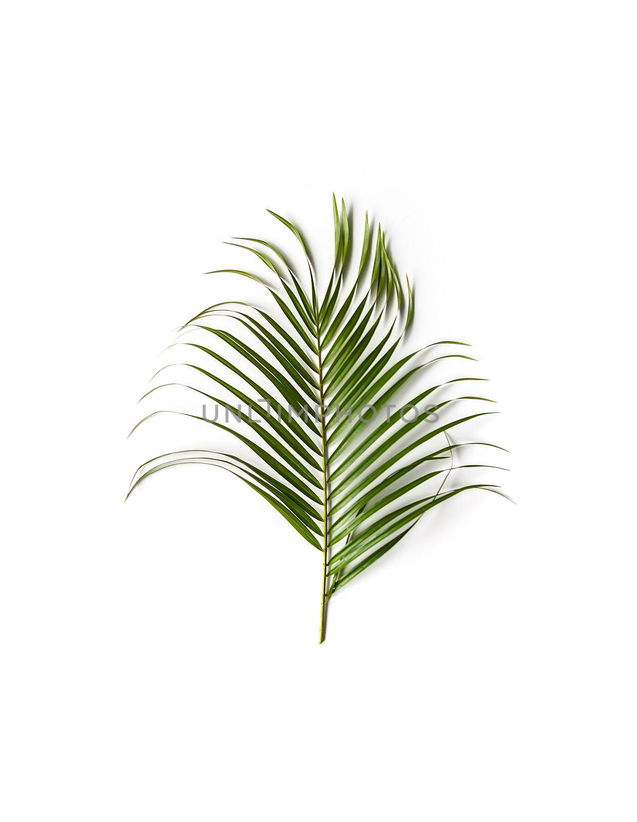 Green single leaf of palm tree on white background