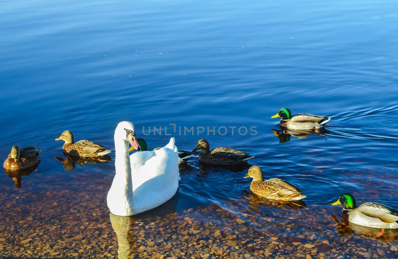 Beautiful swans on river coast at spring in East Europe.