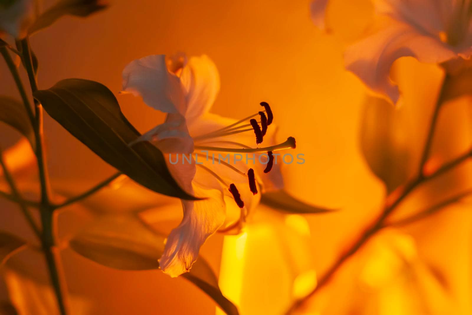 White lily flowers in warm candle light indoors.