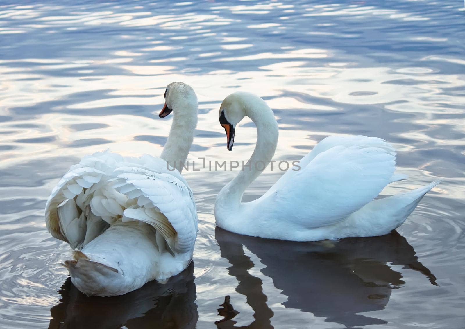 Two white swans swimming on a water