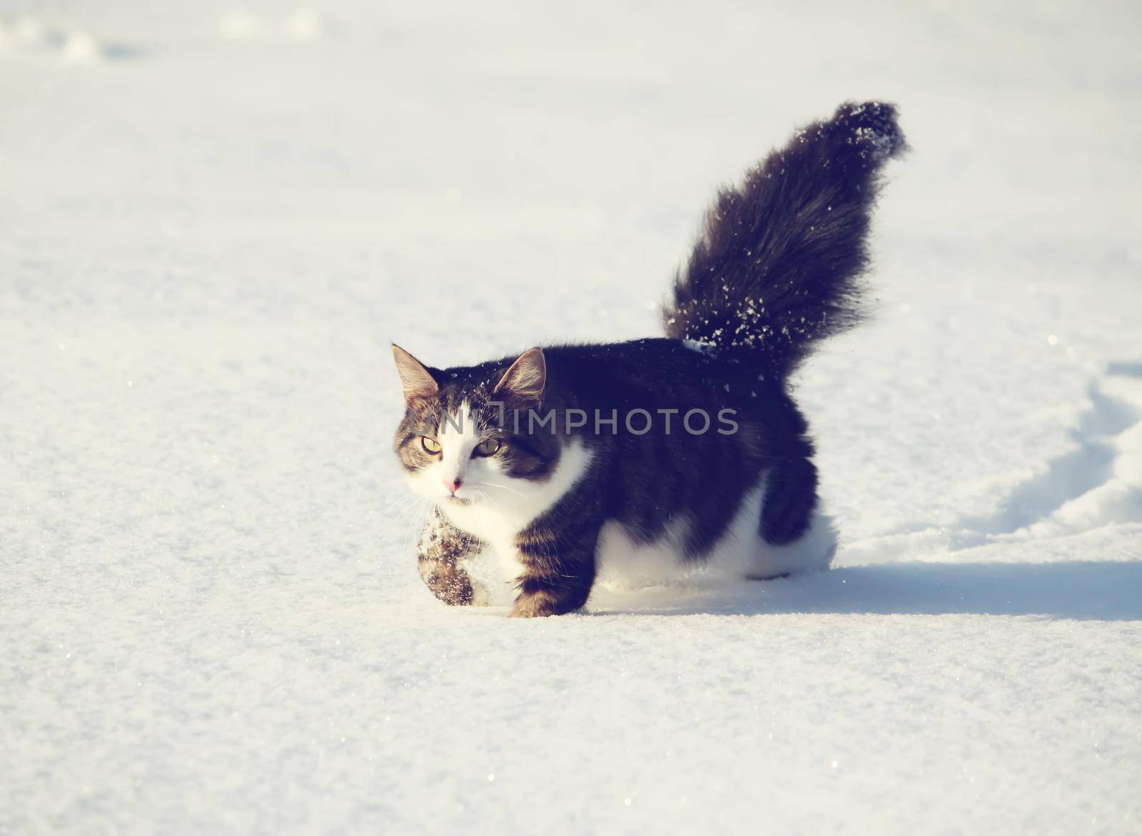 Adorable young cat with a fluffy tail on a snow field cover at winter