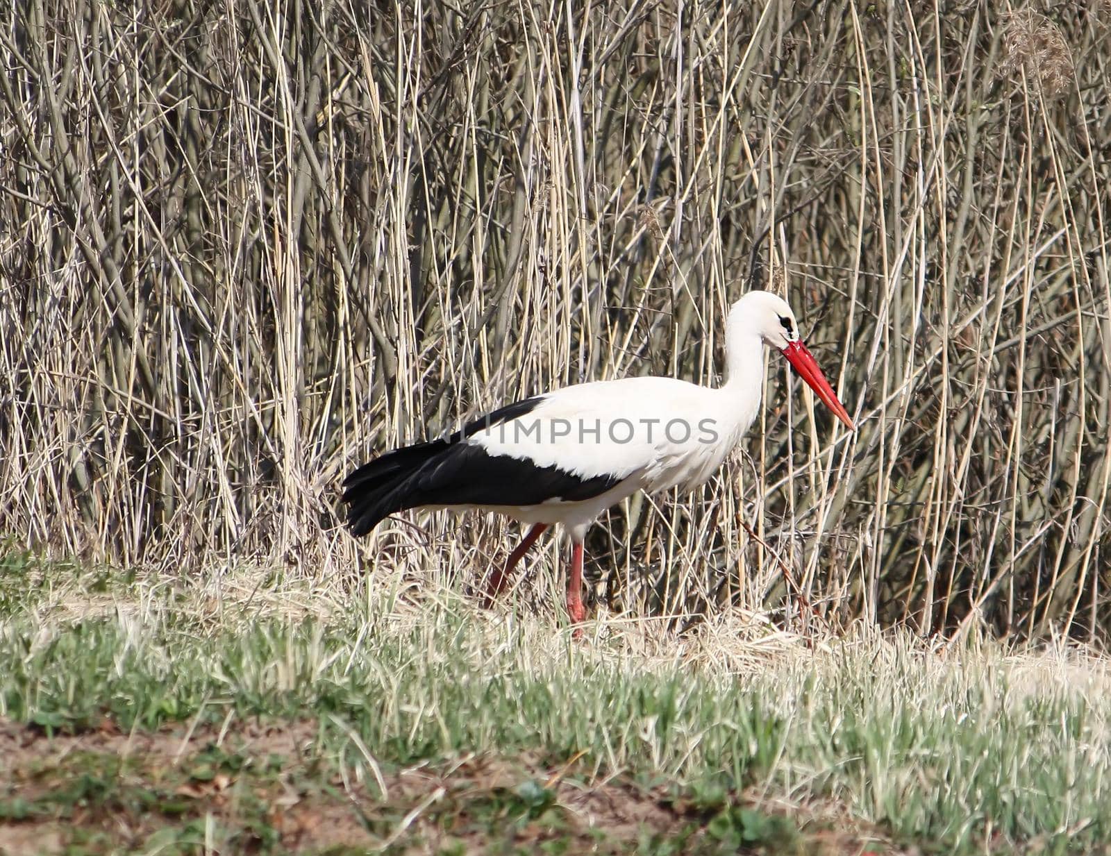 European white stork Ciconia ciconia nestlings in the wild