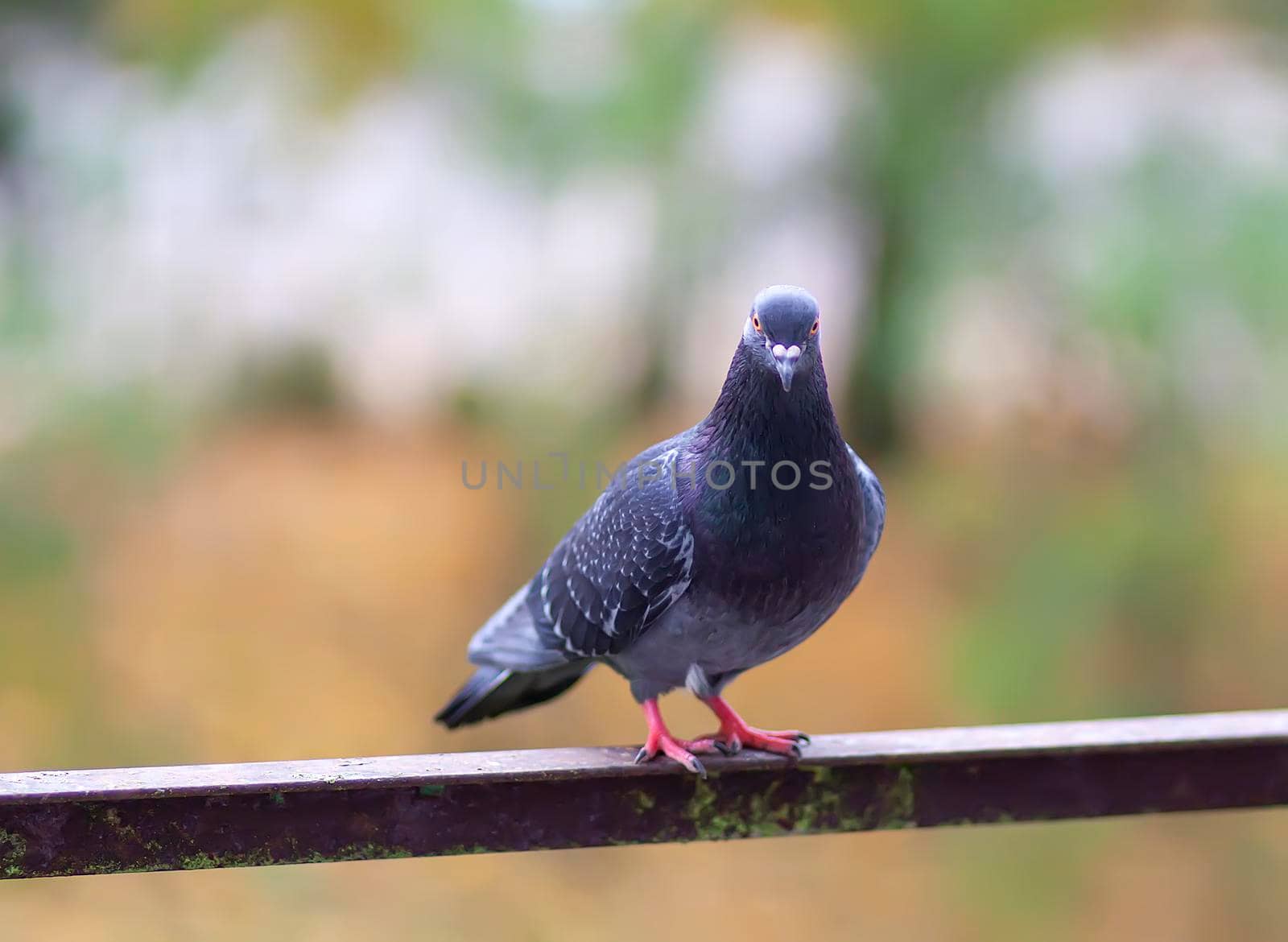 Funny Pigeon bird on balcony railing outdoors.