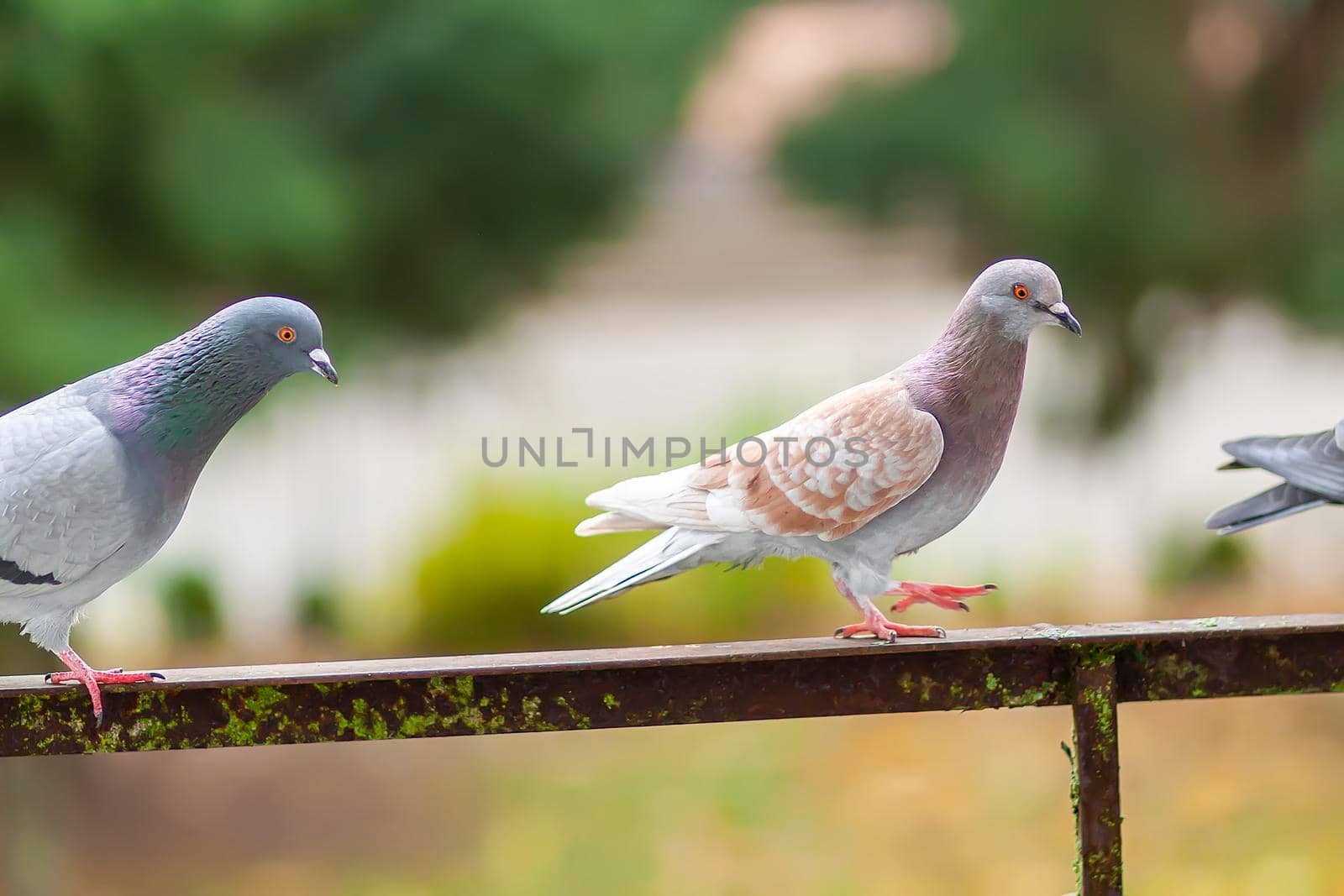 Funny Pigeon birds on balcony railing outdoors.