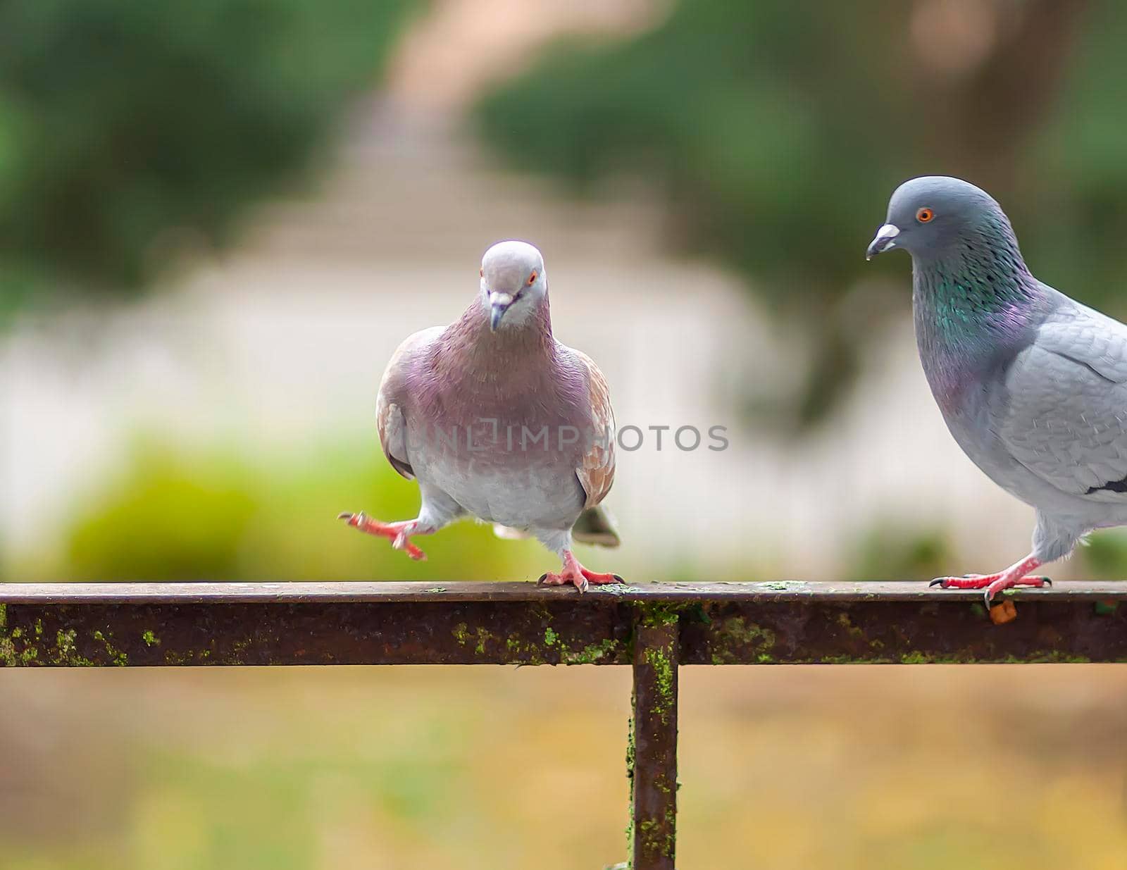 Funny Pigeon birds on balcony railing outdoors.