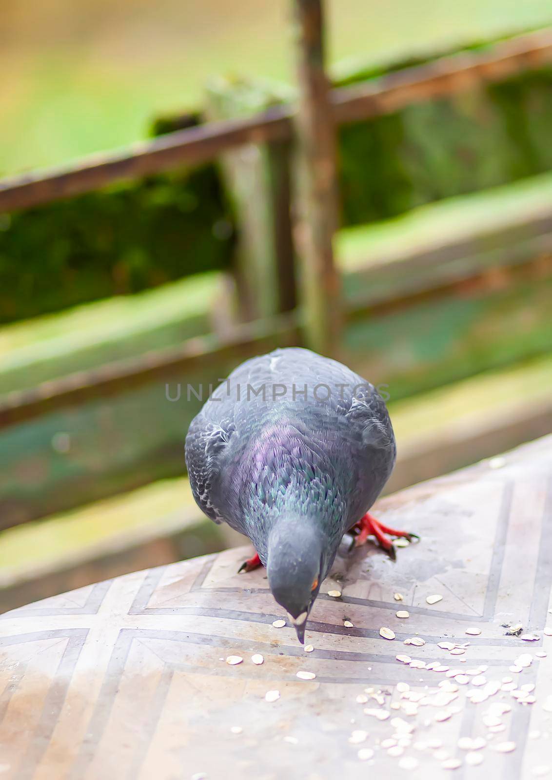 Funny Pigeon bird eating rolled oats outdoors