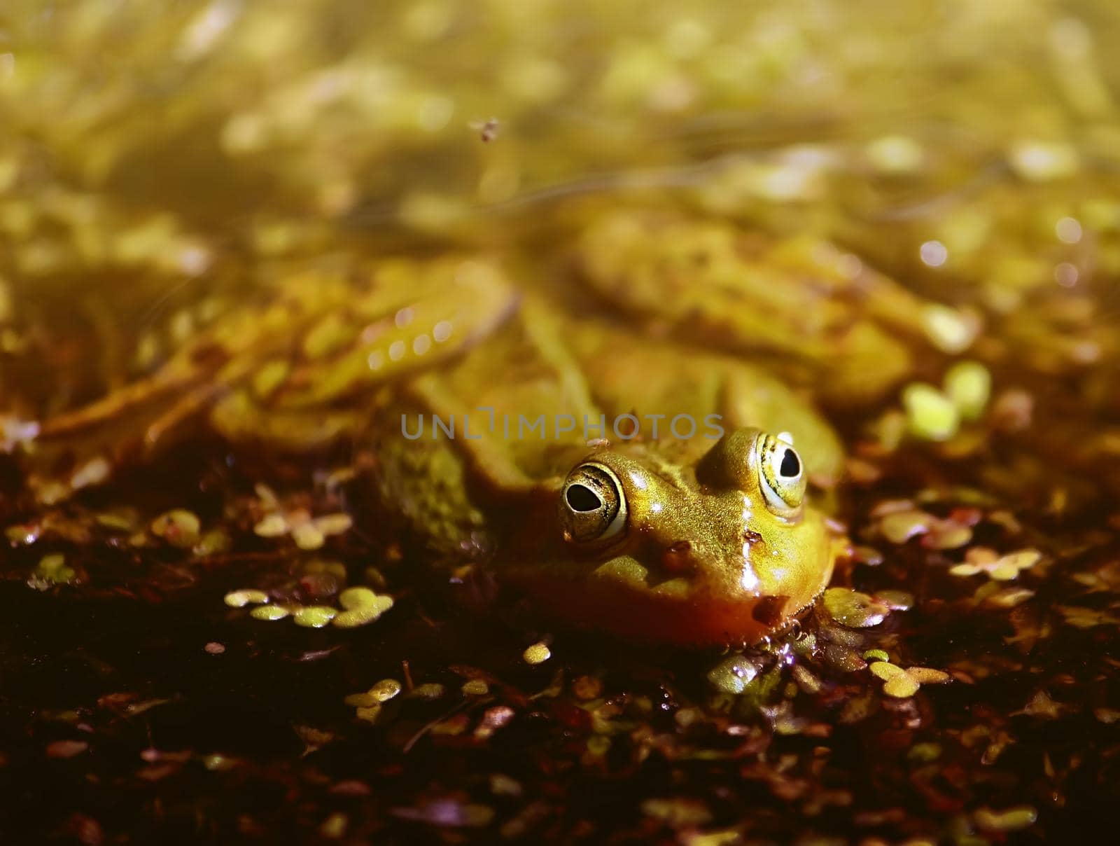 Green frog swimming in the pond with duckweed