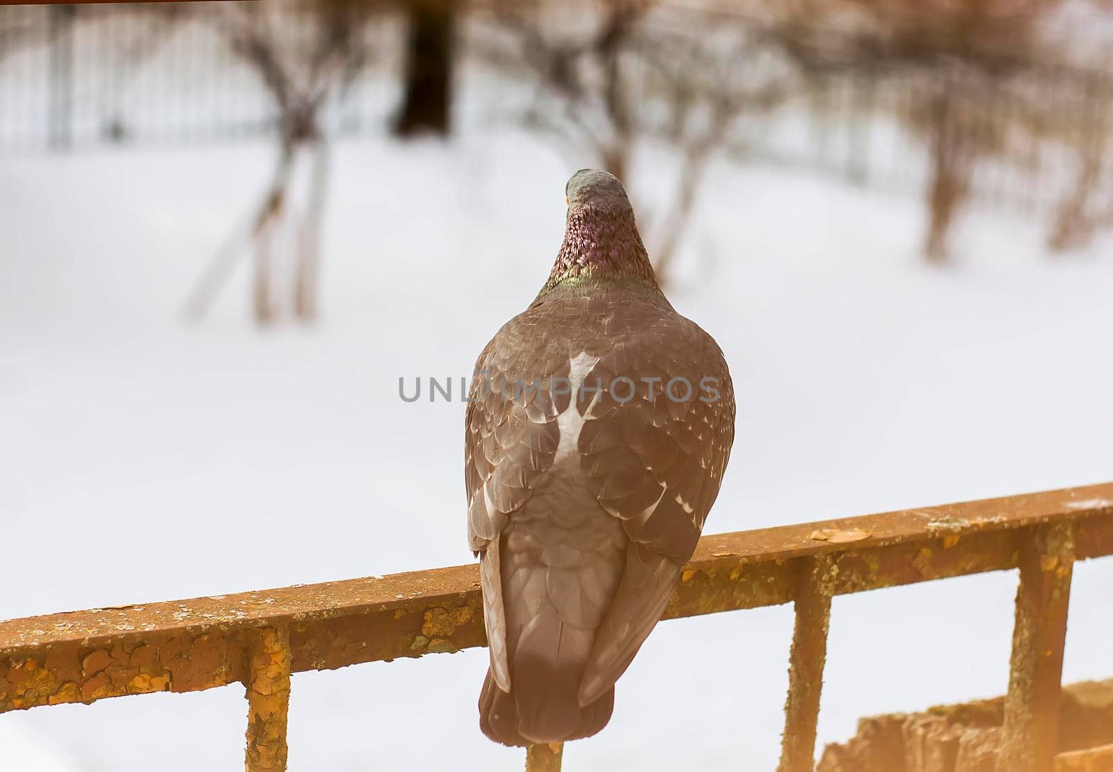 Pigeon bird sitting on rustic balcony at winter.