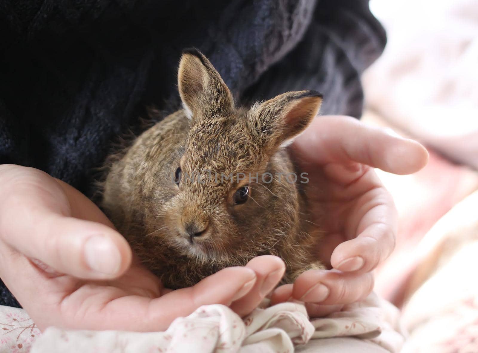 Little bunny in hands