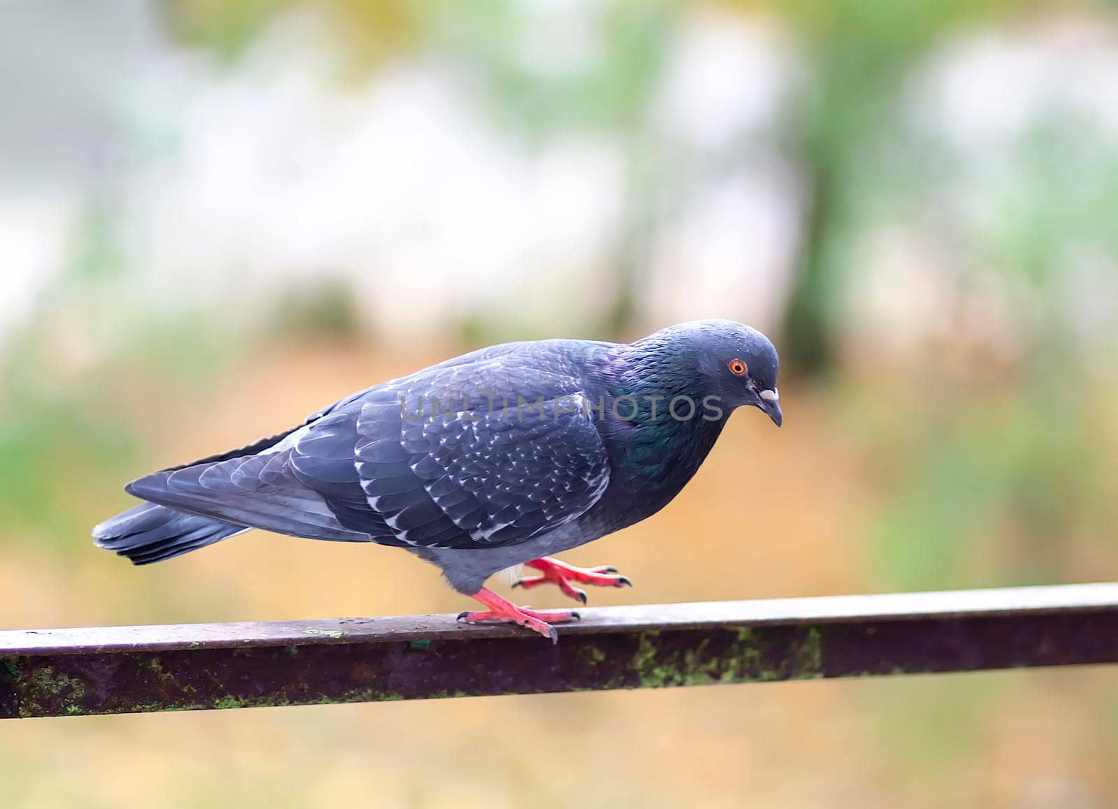 Funny Pigeon bird on balcony railing outdoors.