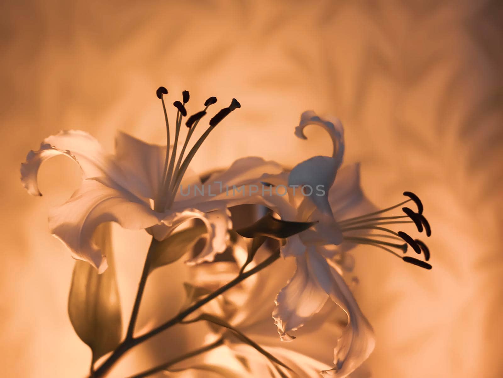 White lily flowers in warm candle light indoors.