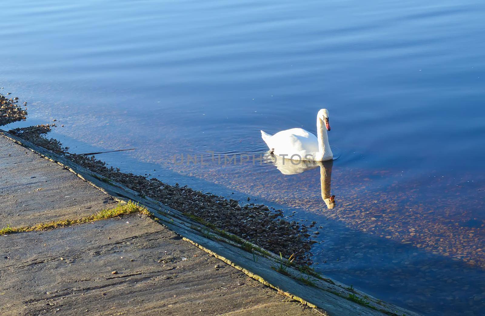 Beautiful swans on river coast at spring in East Europe.