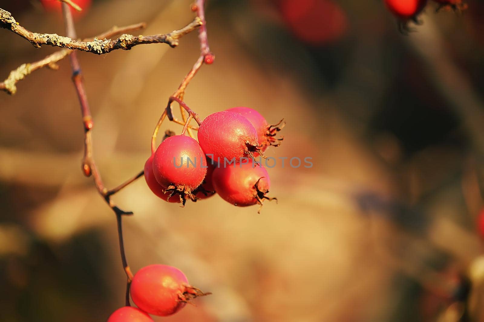 Thorn twigs with red ripe berries in autumn park in November