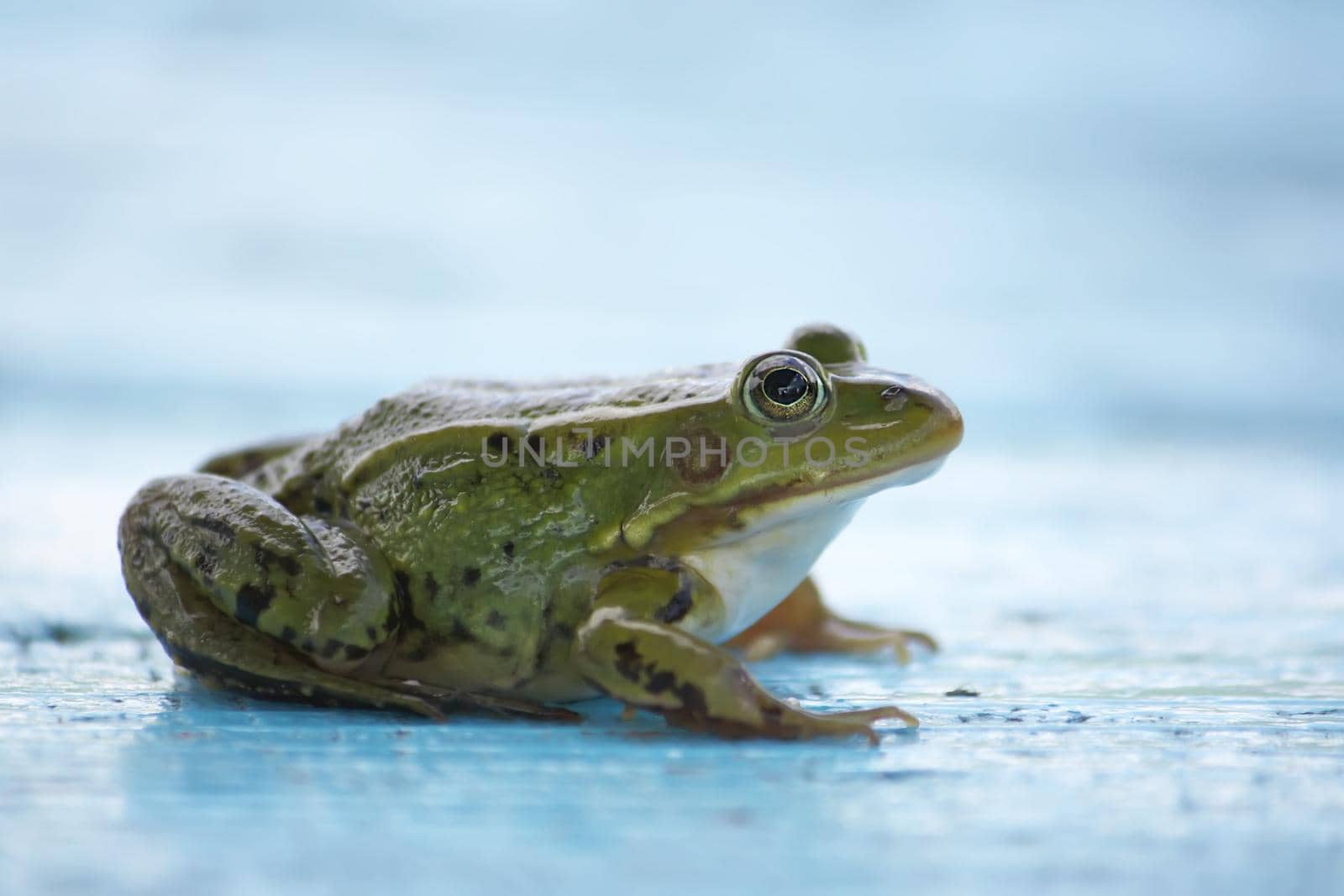 Green frog sitting on a wooden boards outdoors