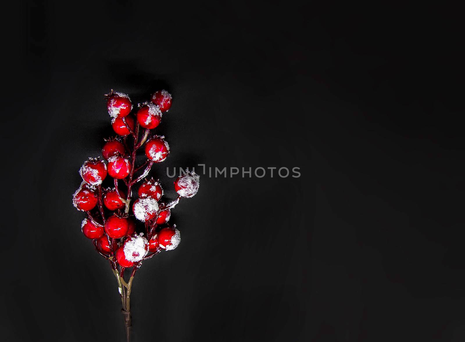 Festive New Year or Christmas background with red holly plant berries in snow on black