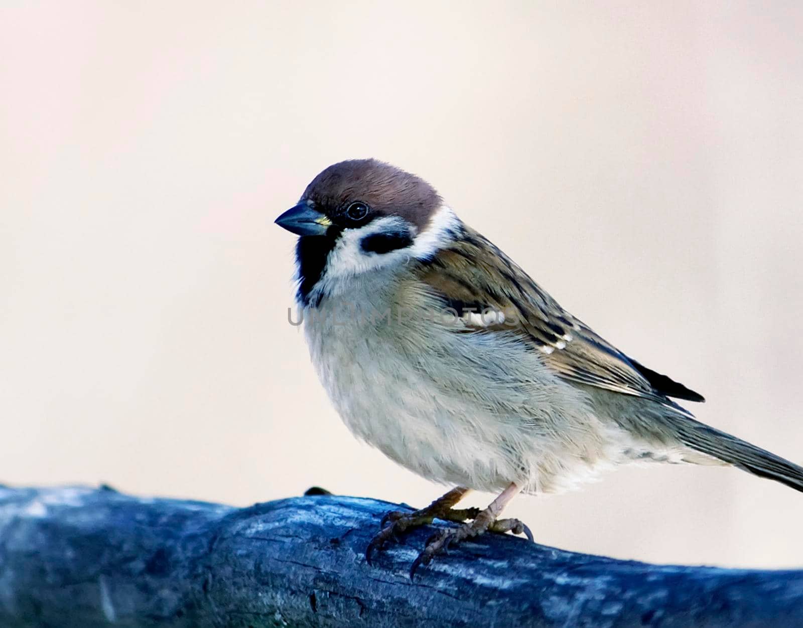 Sparrow bird sitting on a wood outdoors