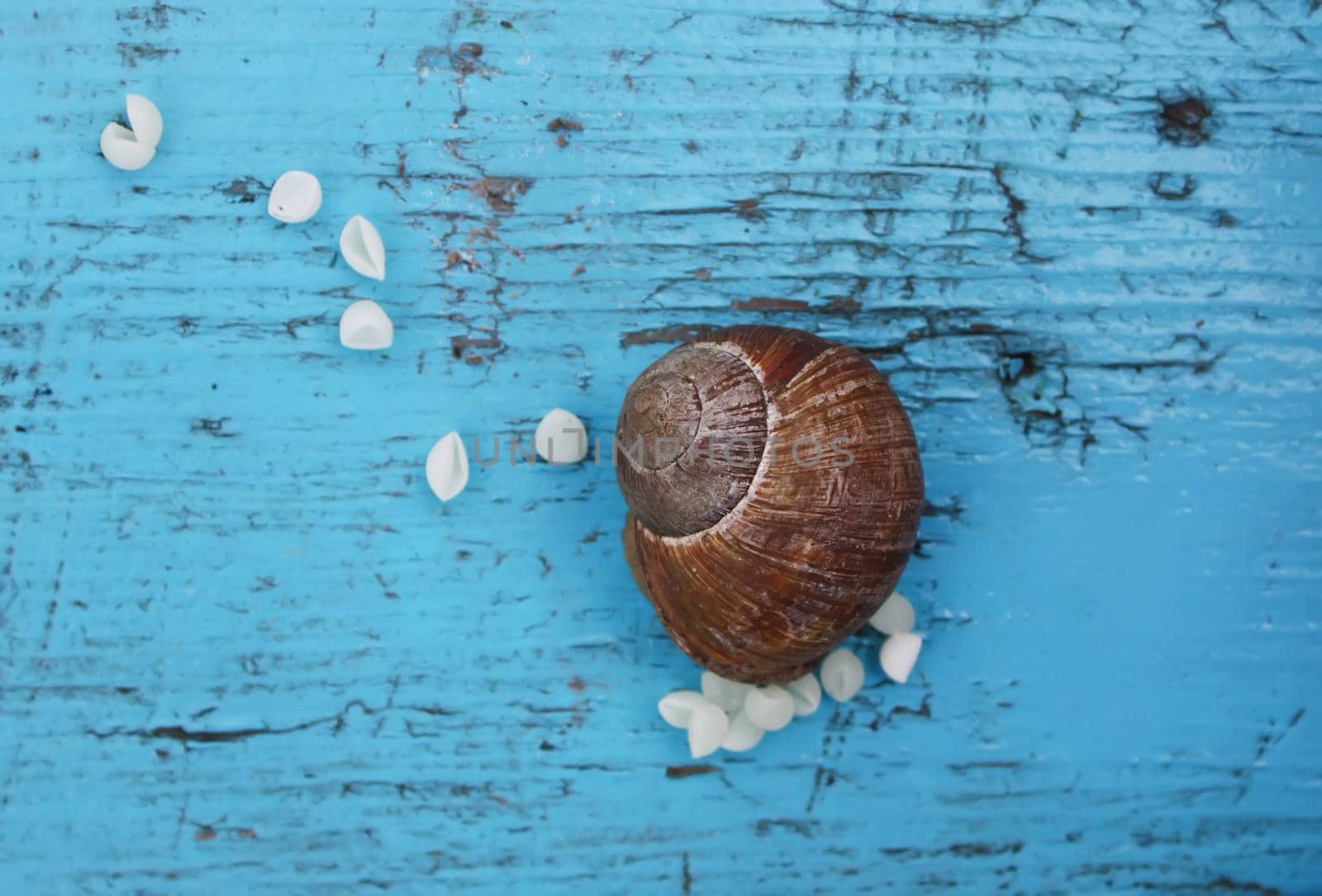 Snail laying her eggs on the wooden surface