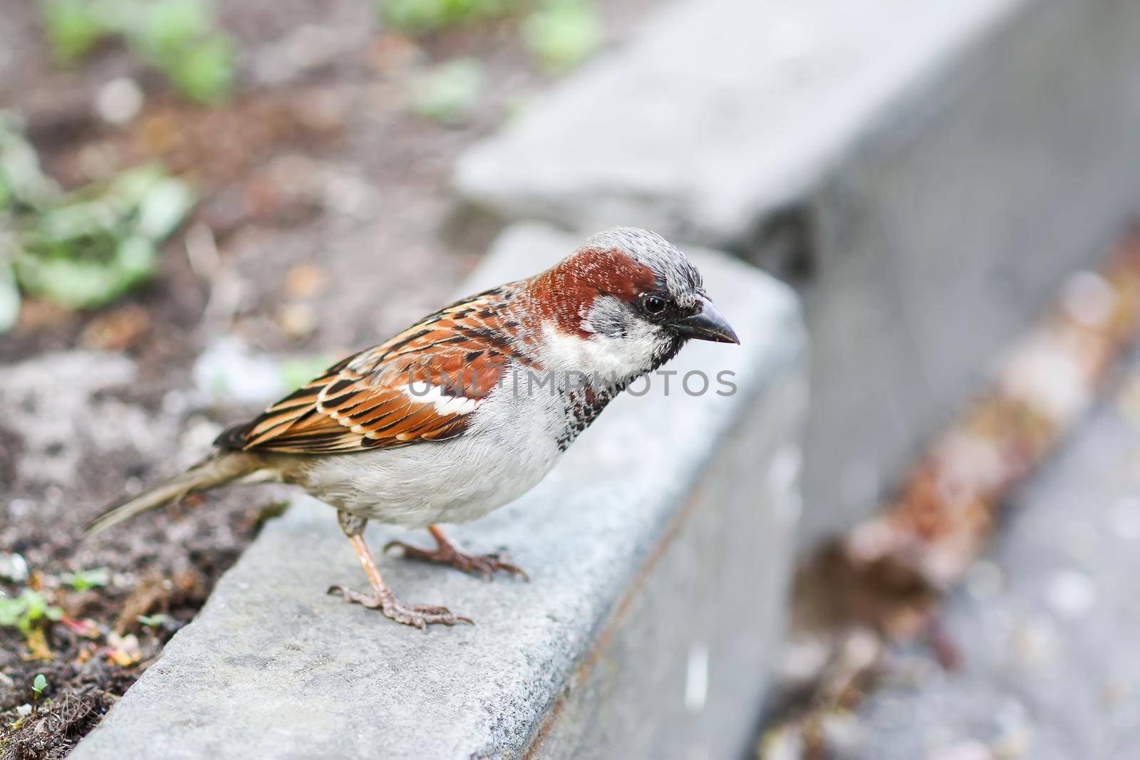 Beautiful little sparrow bird outdoors