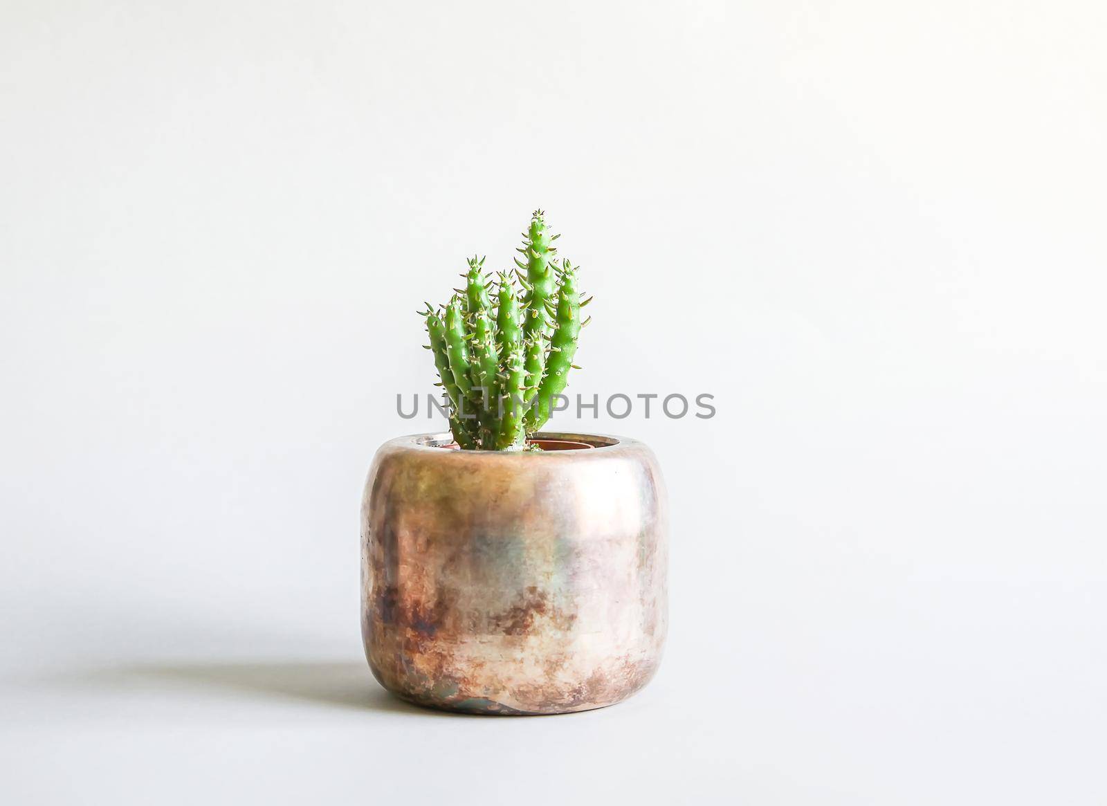 Cactus in the copper pot. Decorative plant in minimalistic modern room interior by nightlyviolet