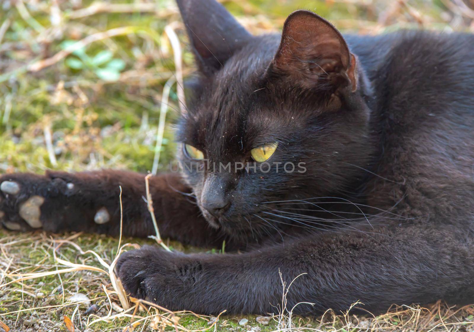 Close Up Of A Black Cat Lying On The Grass