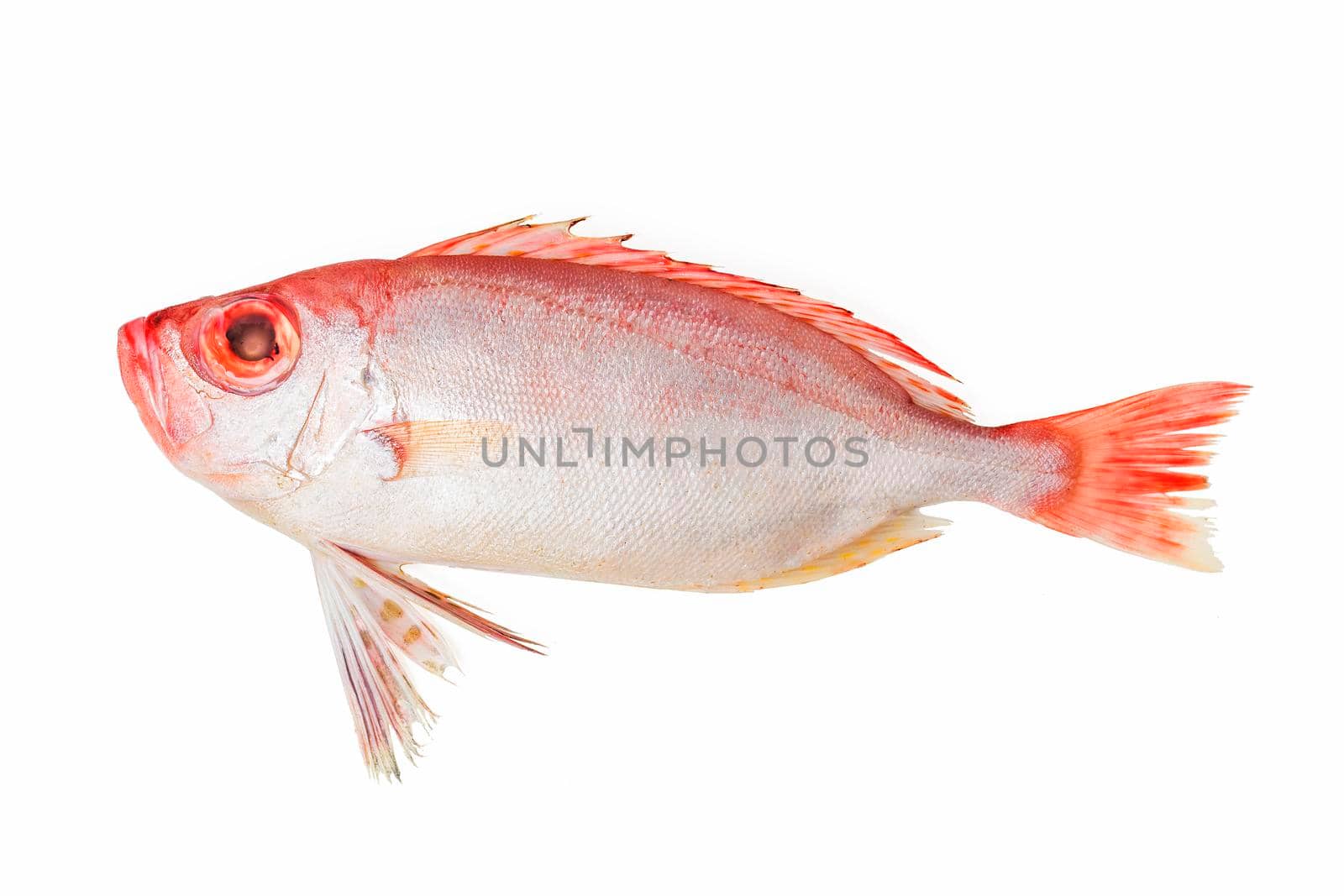 Red bigeye fish