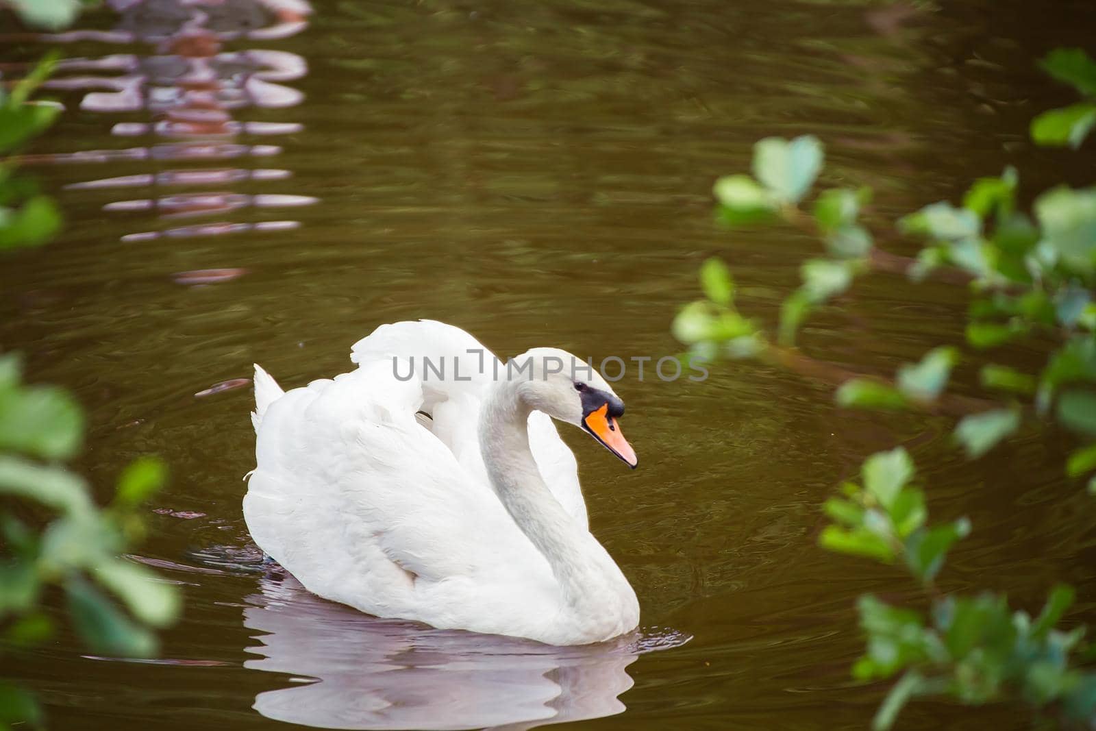 Close-up of a white swan swimming near the shore and looking at us. Natural photography with wild birds. Beauty in nature. Warm spring day