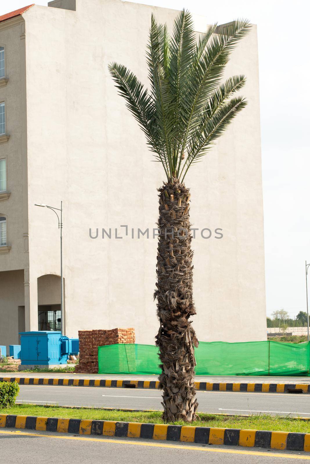 Date tree on the road in DHA Lahore, Punjab, Pakistan by shaadjutt36