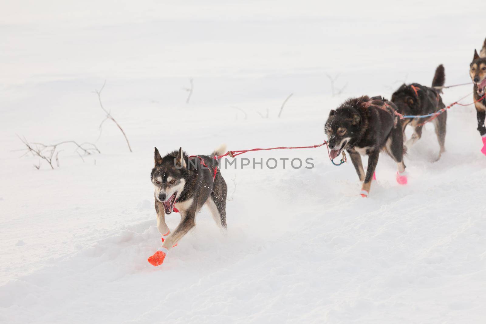 Enthusiastic sleigh dog team pulling hard by PiLens