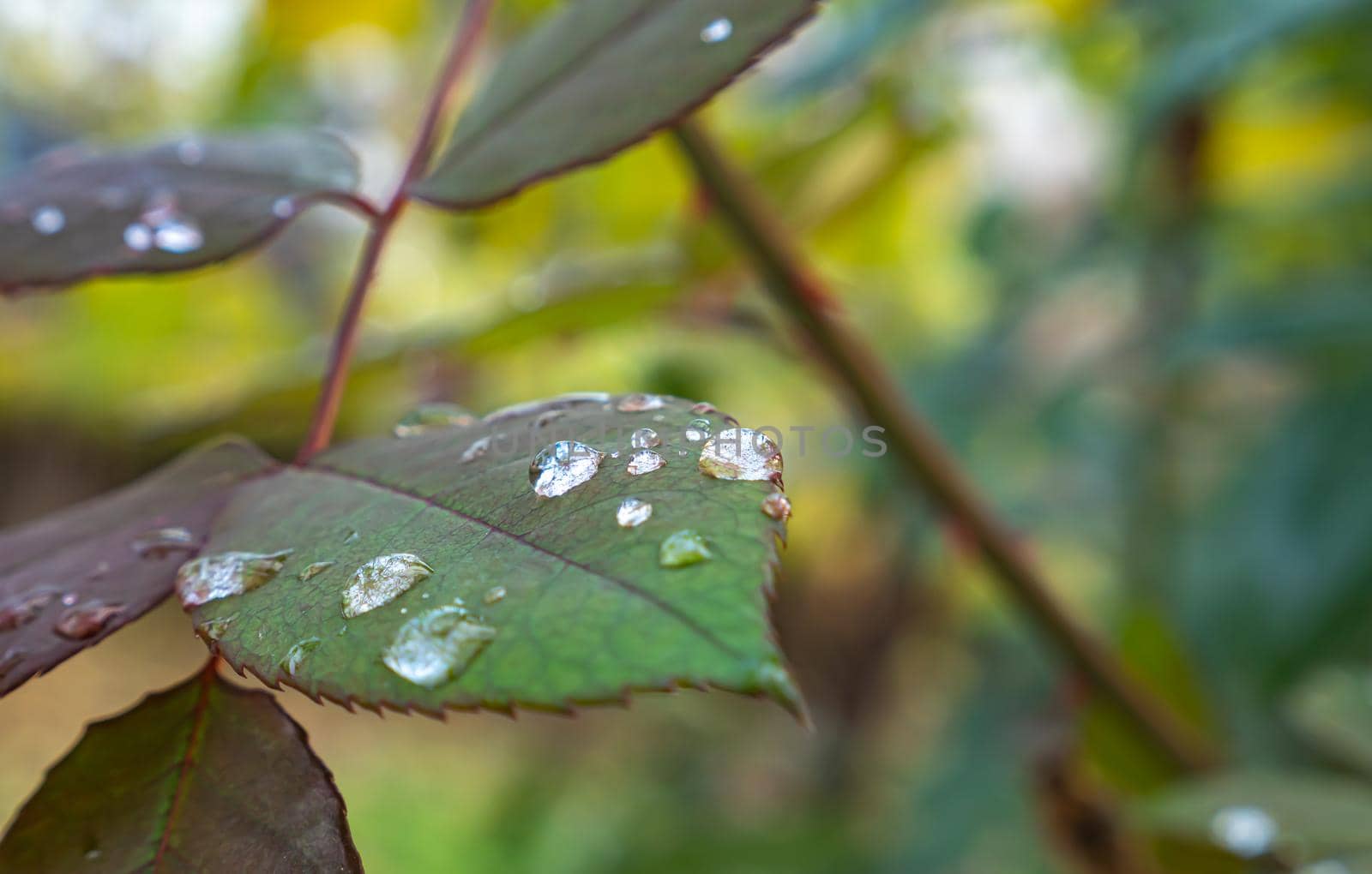 macro green leaf rain drop by alex_nako
