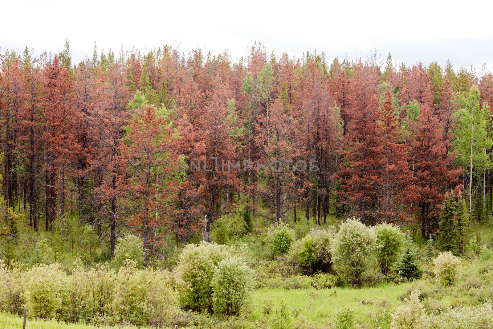 Mountain Pine Beetle killed pine forest by PiLens