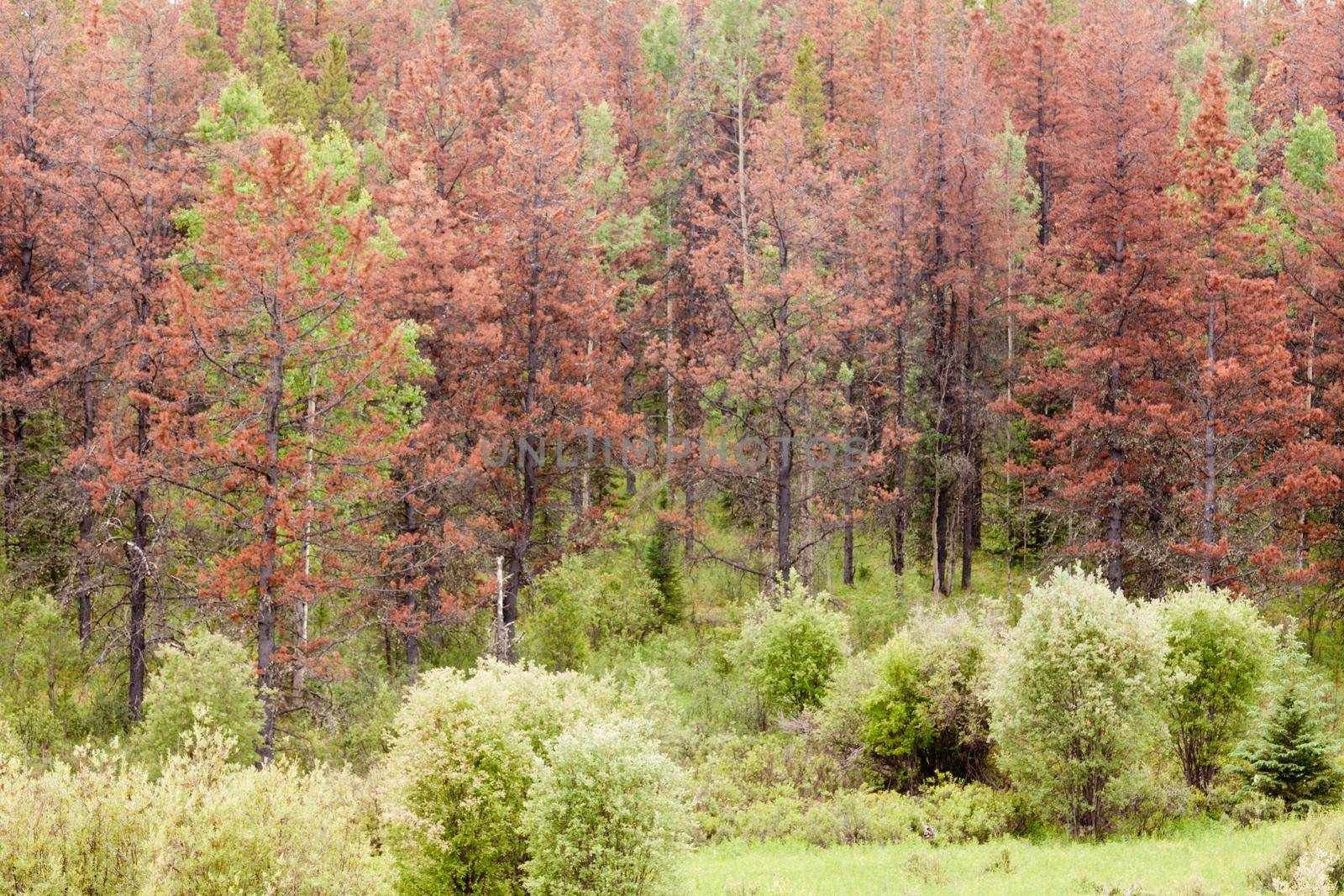 Dead brown pine trees killed by Mountain Pine Beetle (MPB), Dendroctonus ponderosae, forest insect blight epidemic outbreak