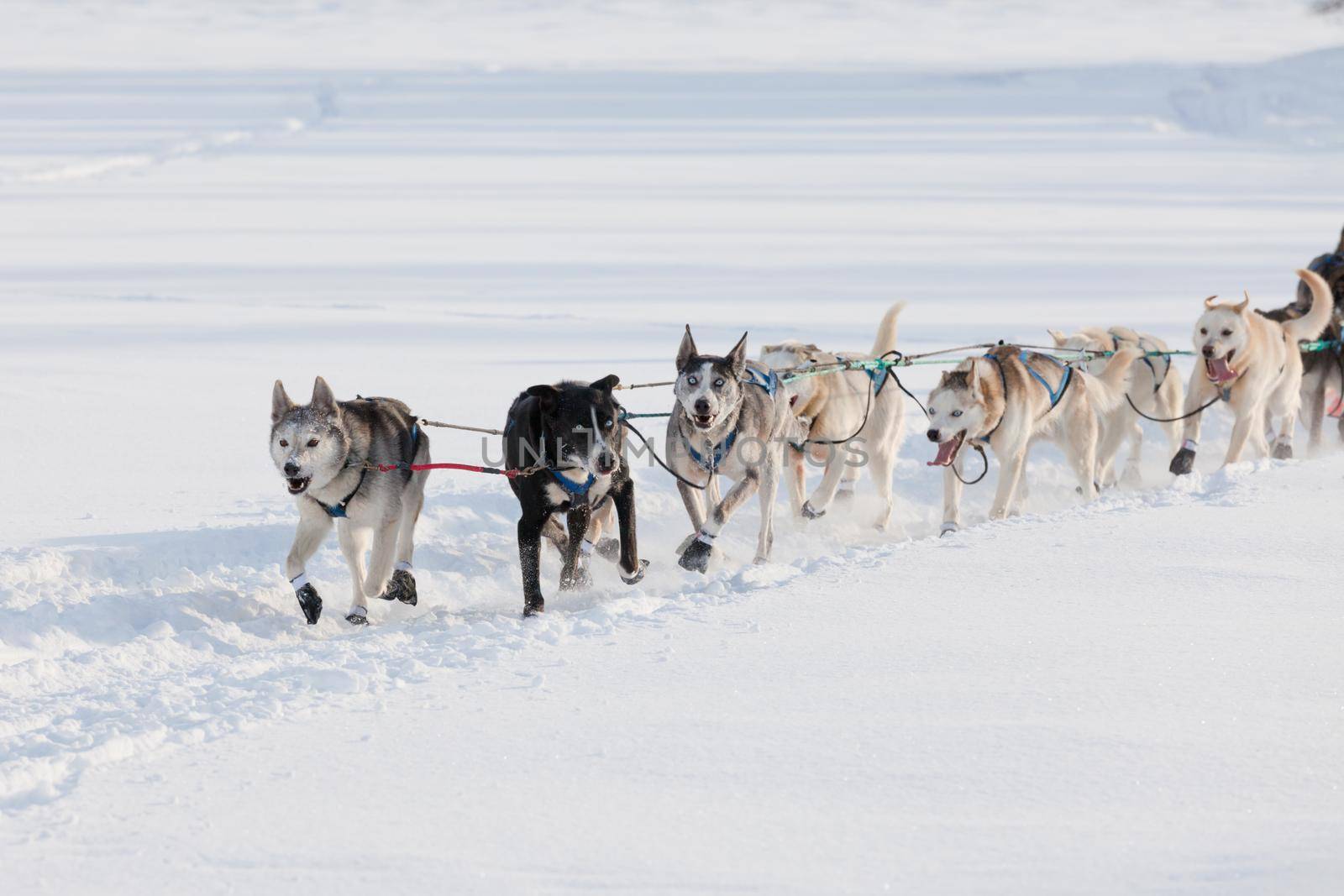 Enthusiastic sleigh dog team pulling hard by PiLens