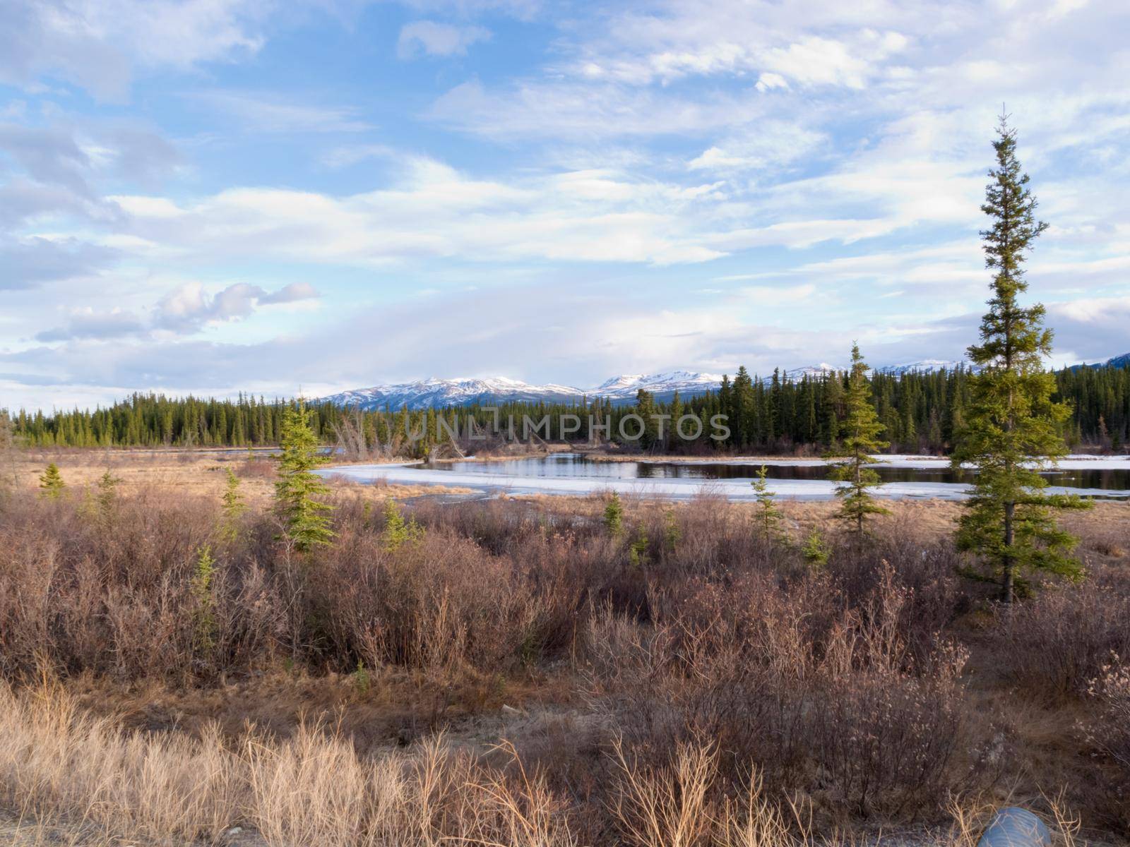 Boreal forest taiga wetland marsh spring thaw in Yukon Territory, Canada