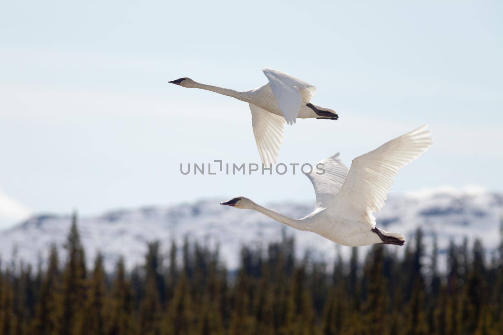 Graceful mating pair of adult white trumpeter swans, Cygnus buccinator, flying over forest with their necks extended as they migrate to their arctic nesting grounds with copyspace