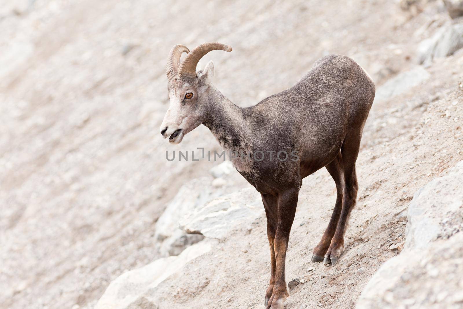 Young male Stone Sheep, Ovis dalli stonei, or thinhorn sheep ram standing on steep mountain side curiously watching, wildlife of northern Canadian Rocky Mountains, British Columbia, Canada