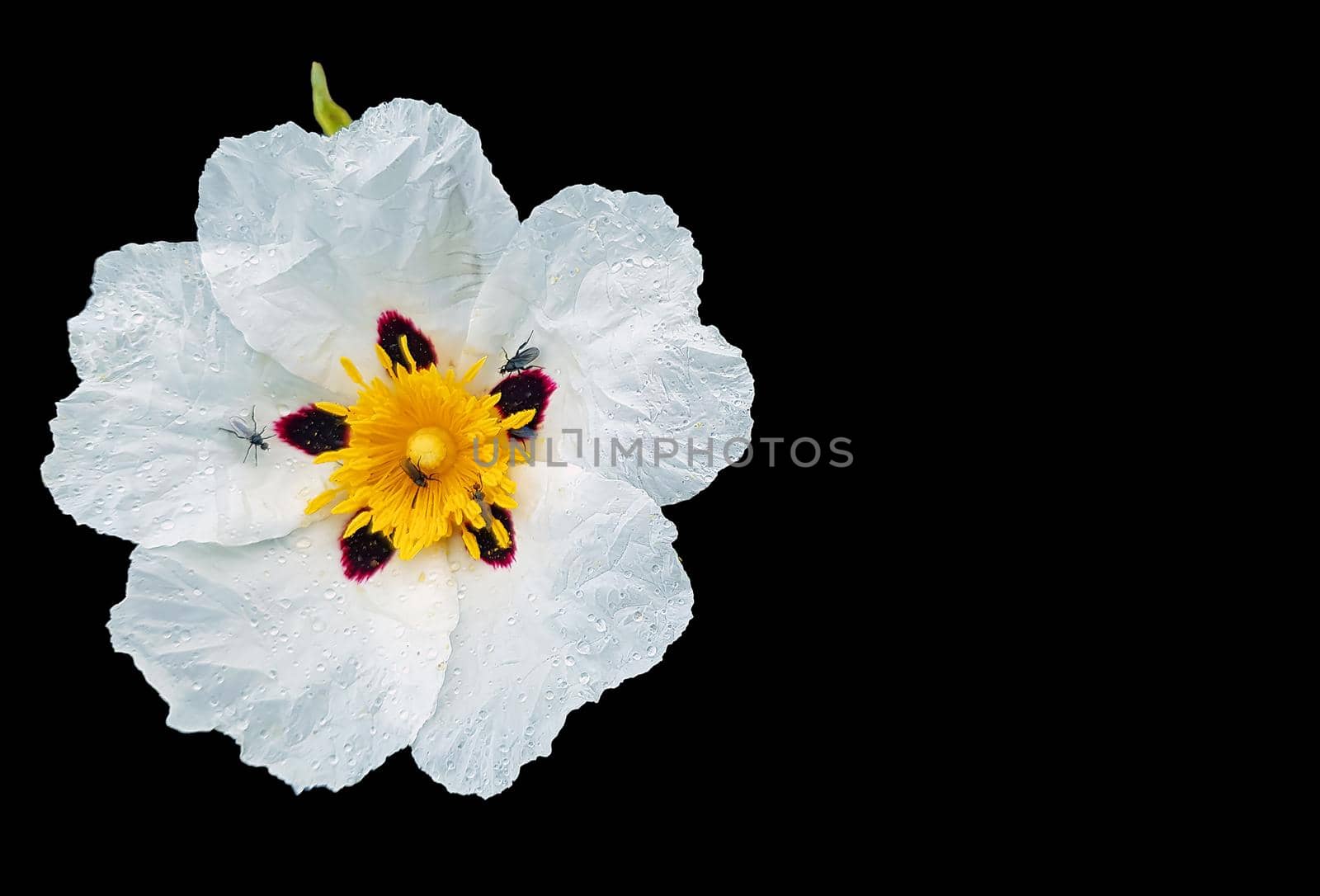 Blossomig Gum rockrose (cistus ladanifer) in the countryside from Alentejo in Portugal by devy
