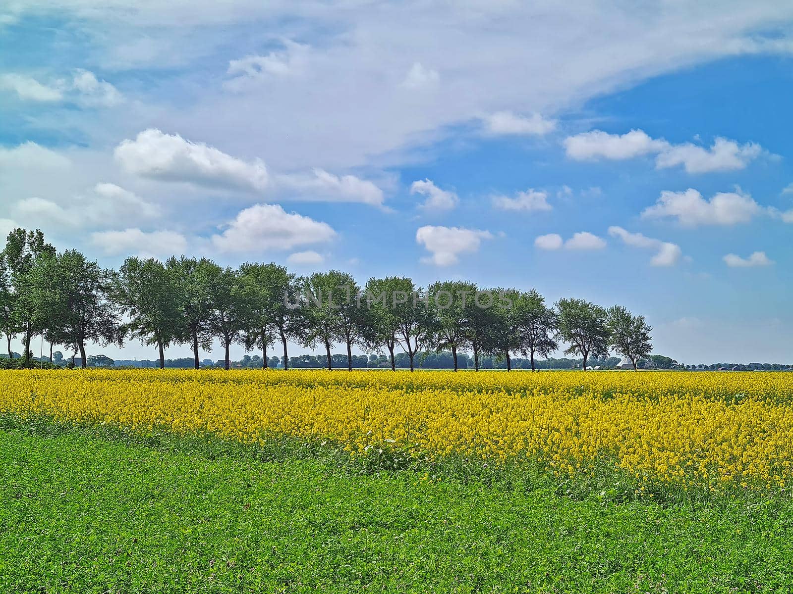 Blossoming rapeseed in the fields in summer in the Netherlands by devy