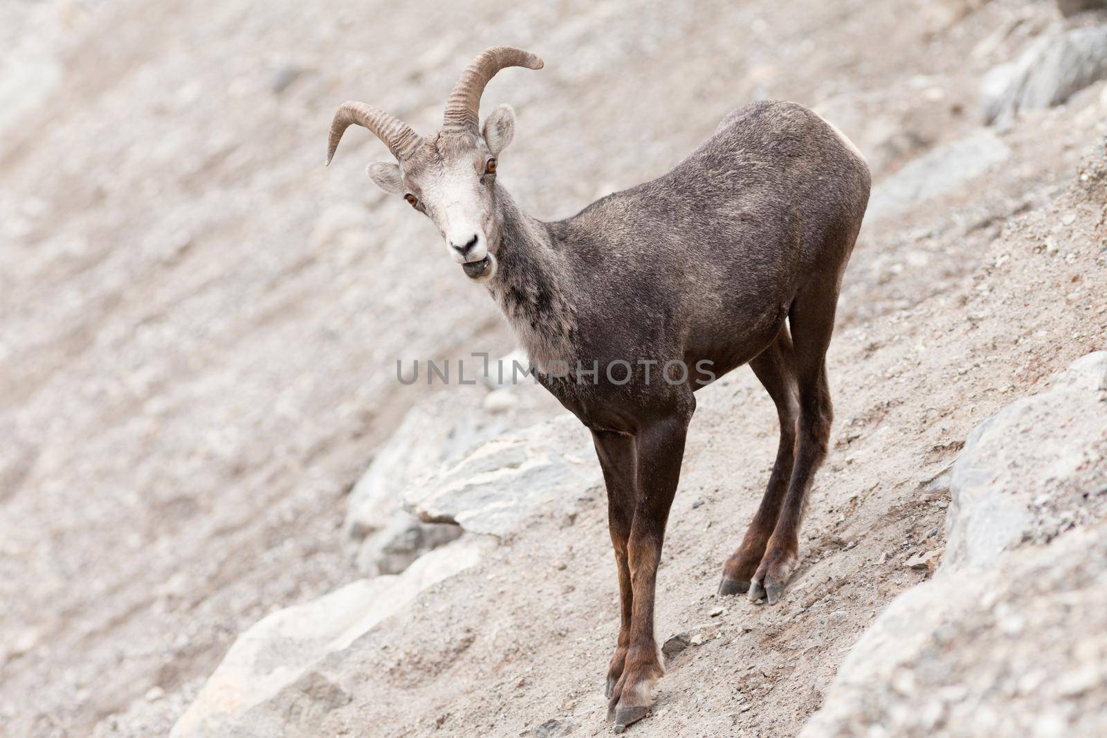 Young male Stone Sheep, Ovis dalli stonei, or thinhorn sheep ram standing on steep mountain side curiously watching, wildlife of northern Canadian Rocky Mountains, British Columbia, Canada