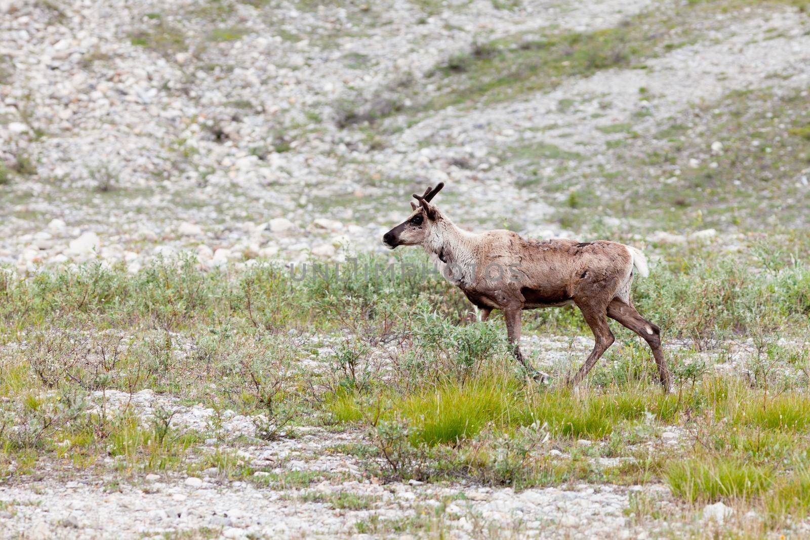 Young wild woodland caribou, Rangifer tarandus, in natural northern tundra habitat