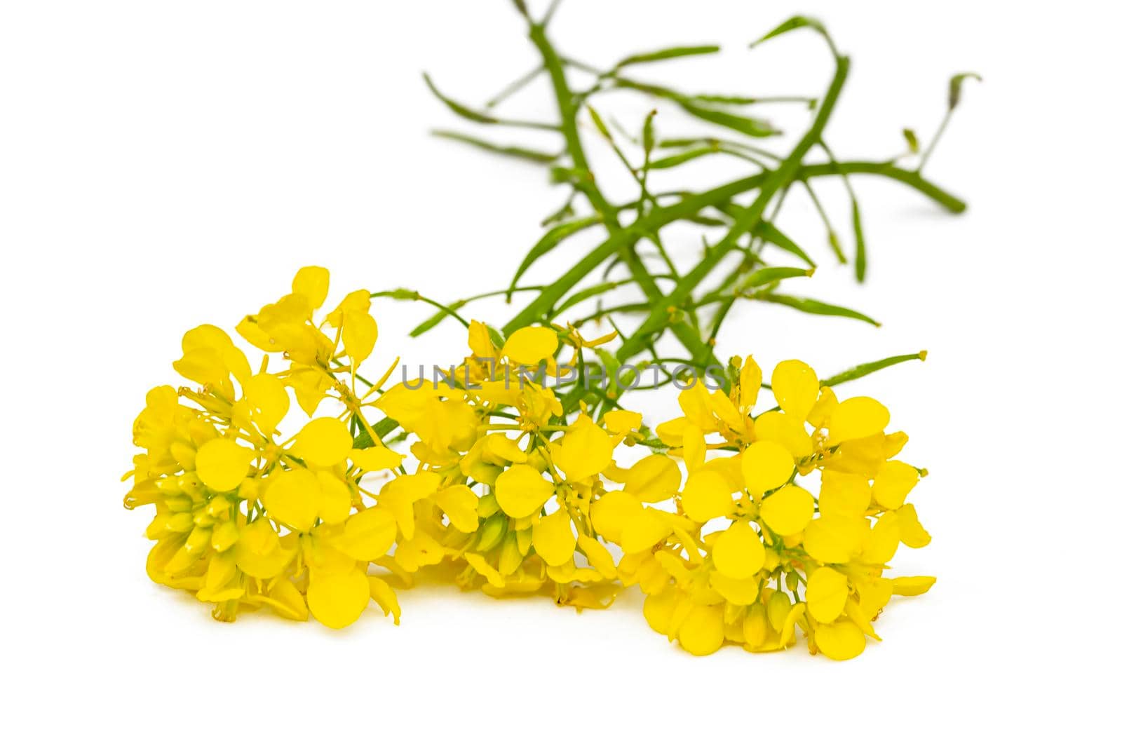 Blossoming rapeseed on a white background