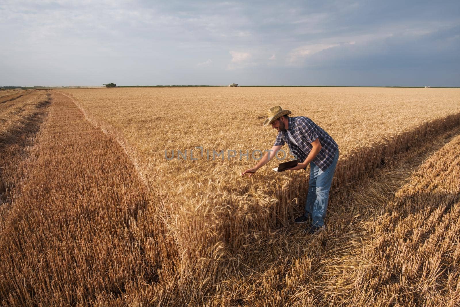 Agronomist is examining grain crops while harvesting is taking place.