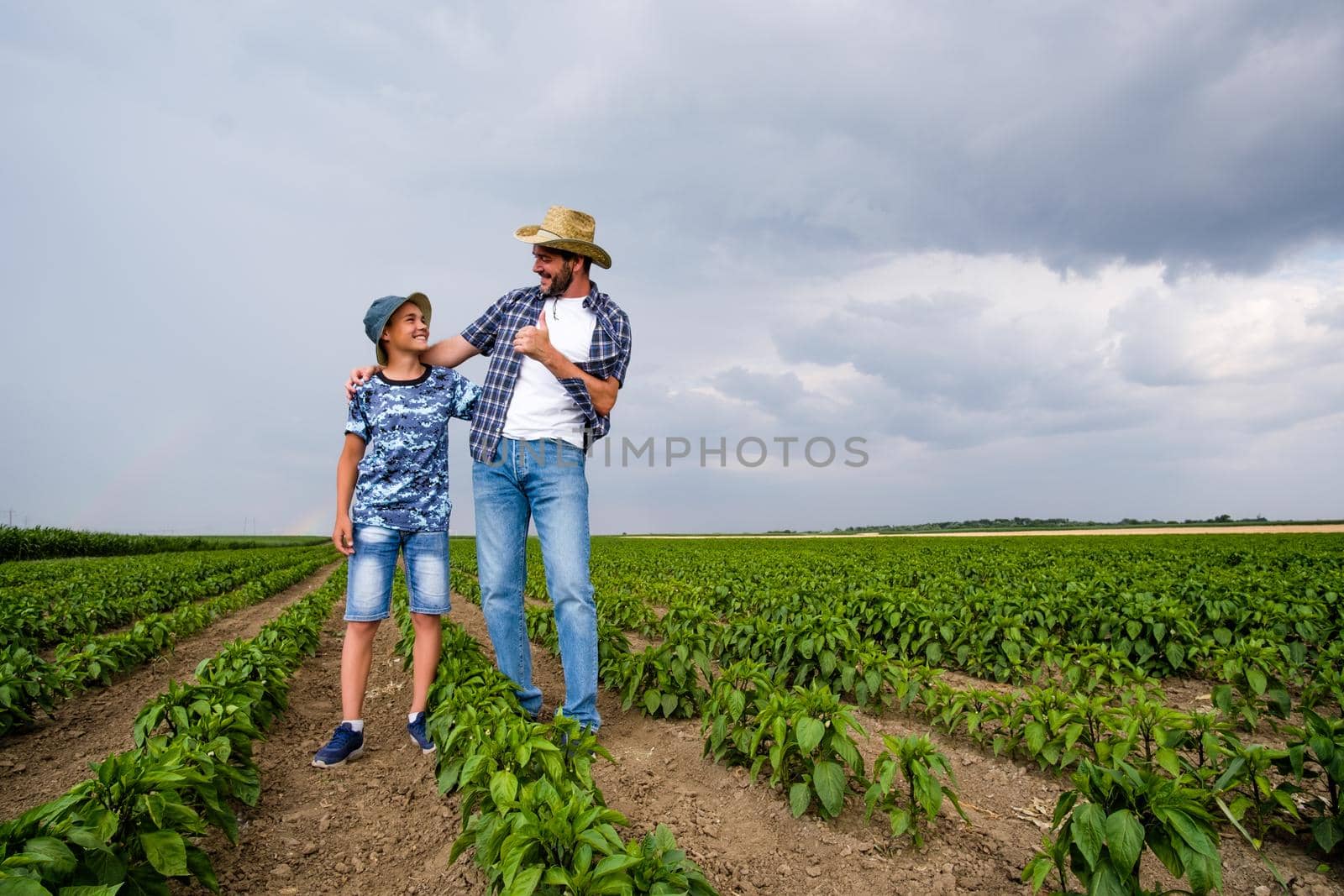 Father is teaching his son about cultivating chili. Chili plantation successfully sown. Farmers in agricultural field.