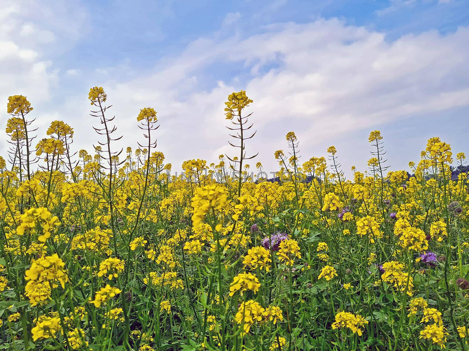 Blossoming rapeseed in the fields in summer in the Netherlands by devy