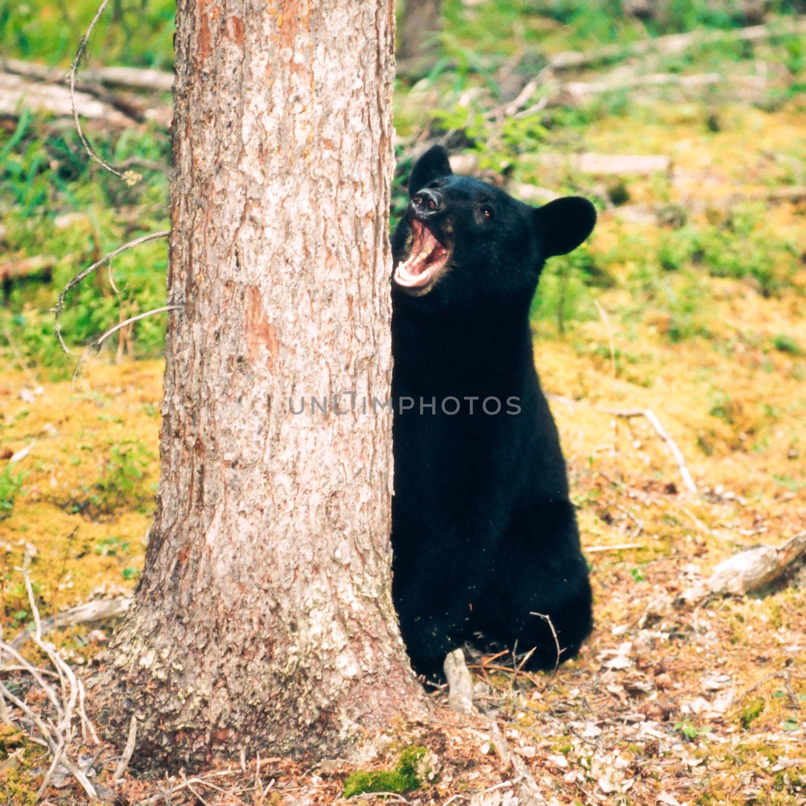 Young yearling Black Bear, Ursus americanus, sitting playful at tree trunk in Yukon Territory, Canada, boreal forest taiga