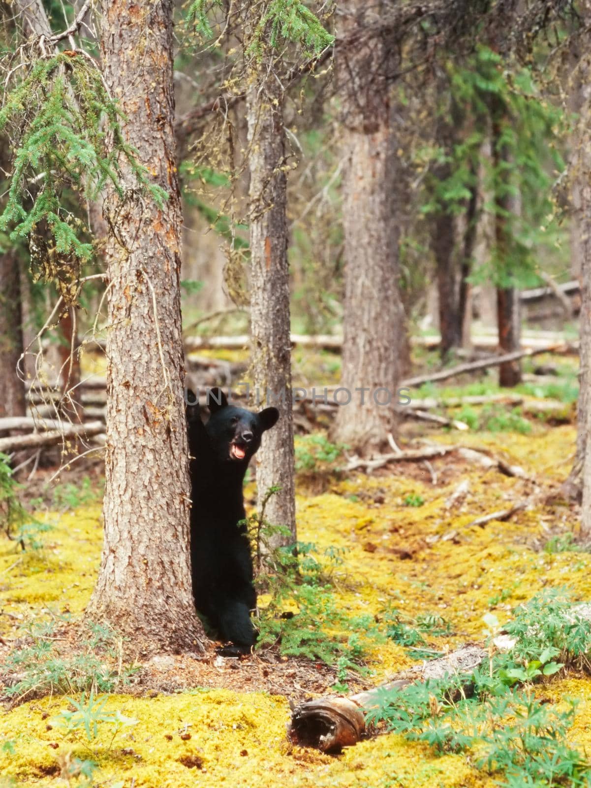 Young yearling Black Bear, Ursus americanus, sitting playful at tree trunk in Yukon Territory, Canada, boreal forest taiga
