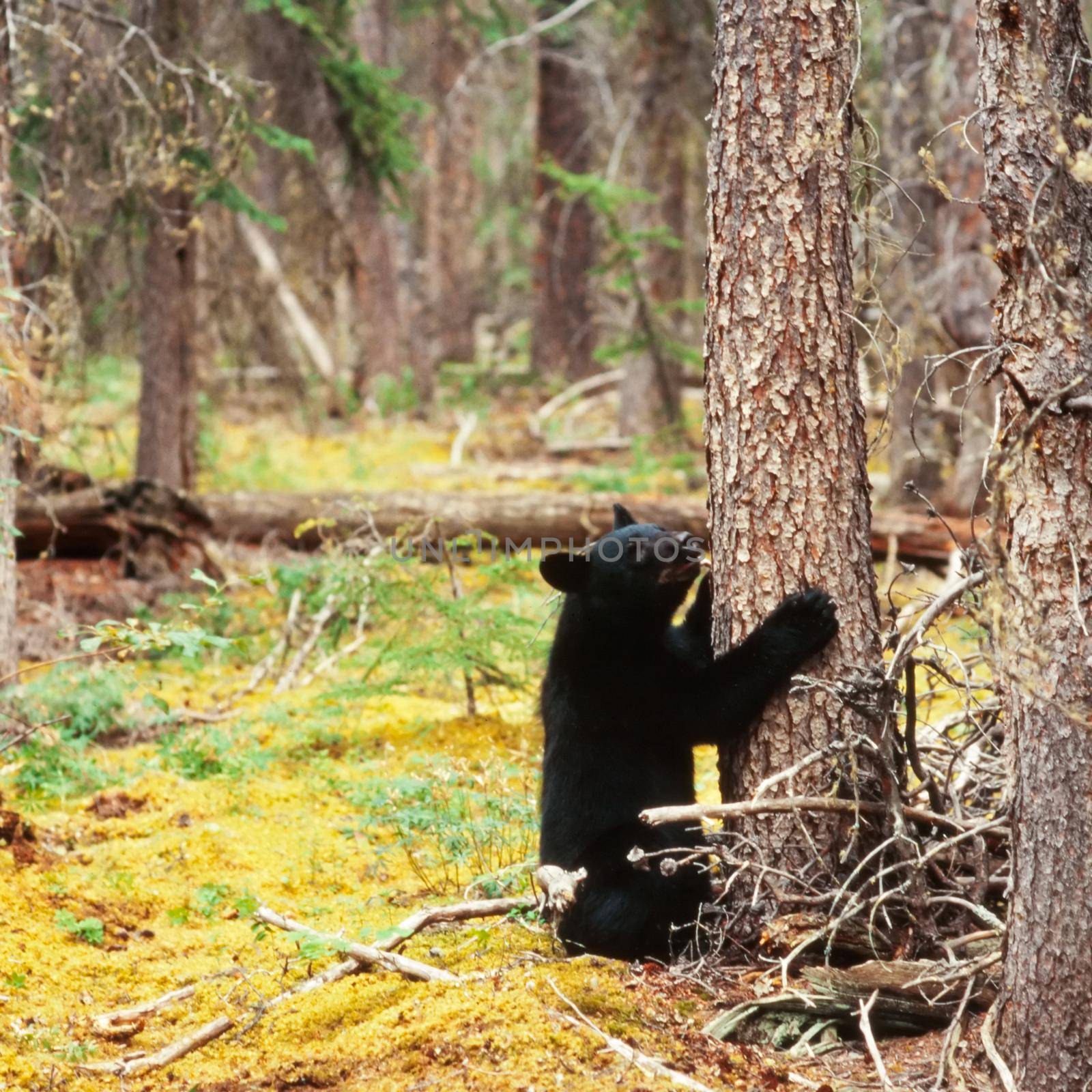 Young yearling Black Bear, Ursus americanus, sitting playful at tree trunk in Yukon Territory, Canada, boreal forest taiga