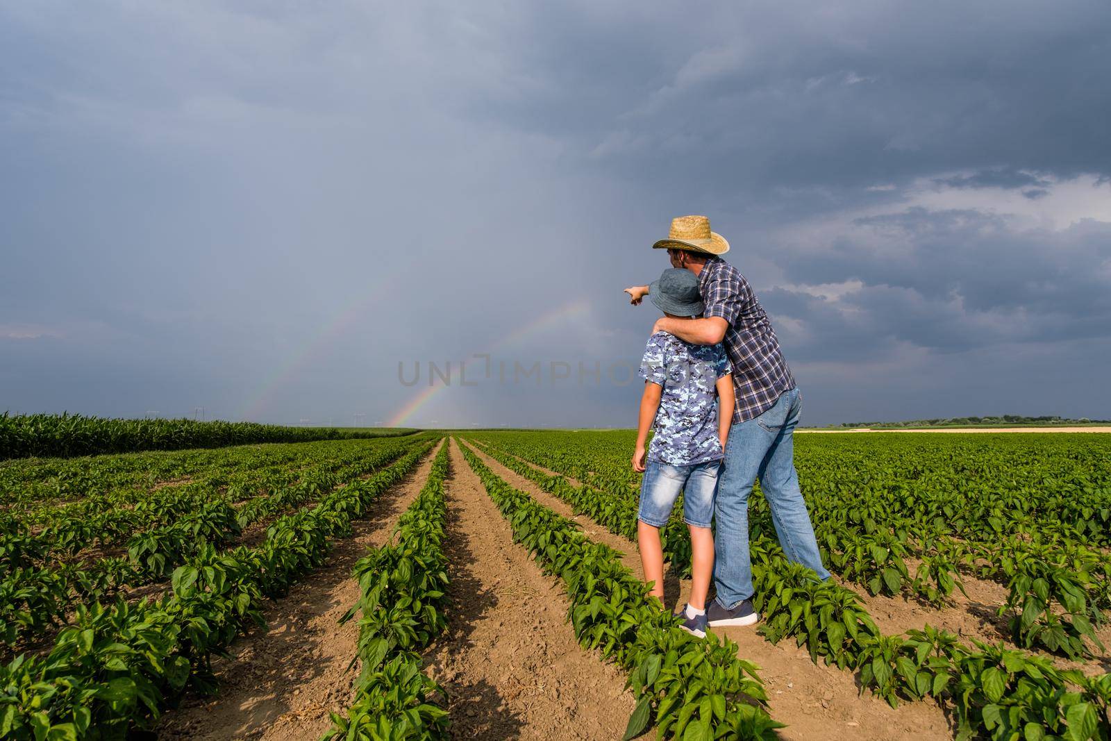 Father is teaching his son about cultivating chili. Chili plantation successfully sown. Farmers in agricultural field looking at rainbow.