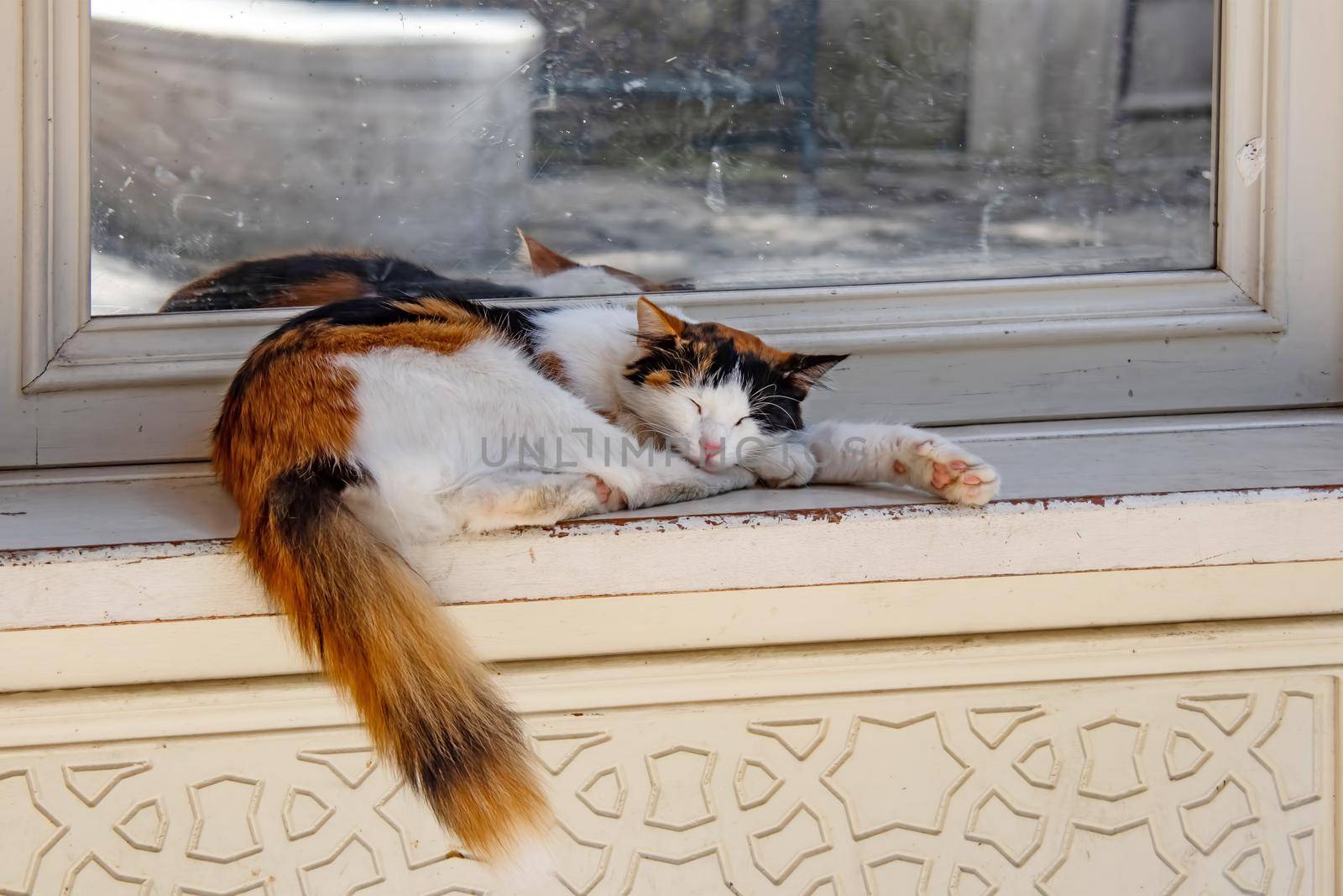 sleeping cat on floor in nature